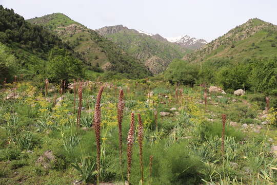 Image of Eremurus regelii Vved.