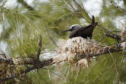 Anous tenuirostris (Temminck 1823) resmi