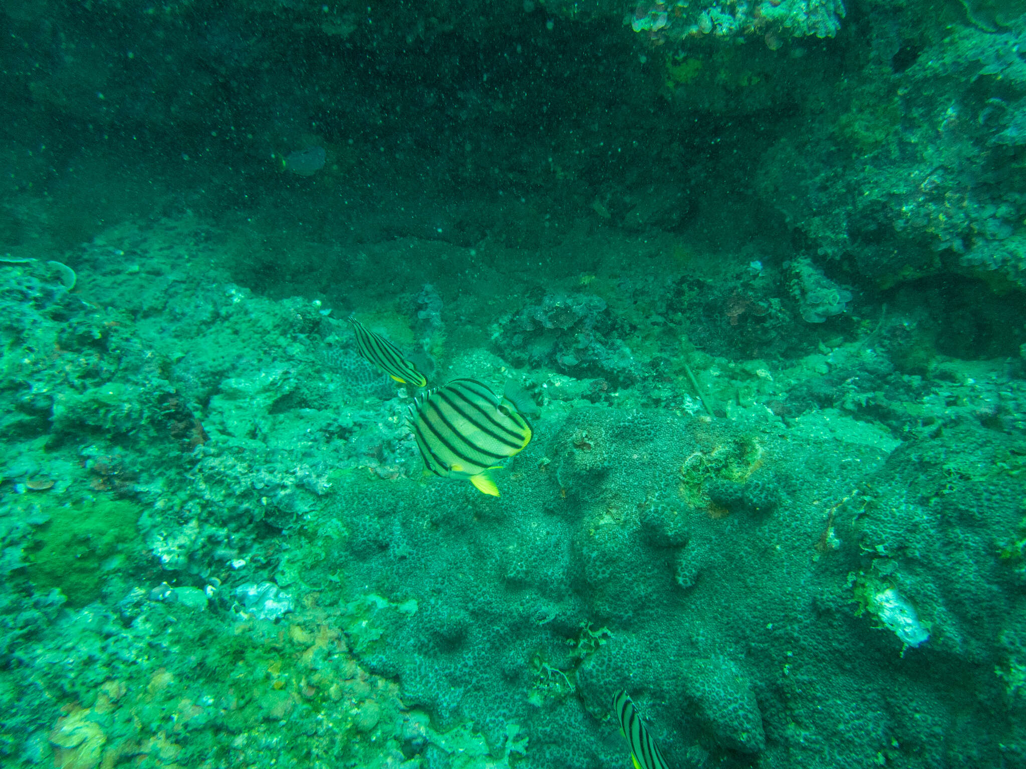 Image of Eight Banded Butterflyfish