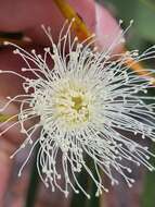 صورة Corymbia eximia (Schauer) K. D. Hill & L. A. S. Johnson