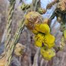 Image of Cylindropuntia thurberi subsp. thurberi