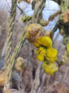 Image of Cylindropuntia thurberi subsp. thurberi