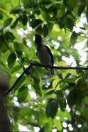 Image of Bearded Bellbird