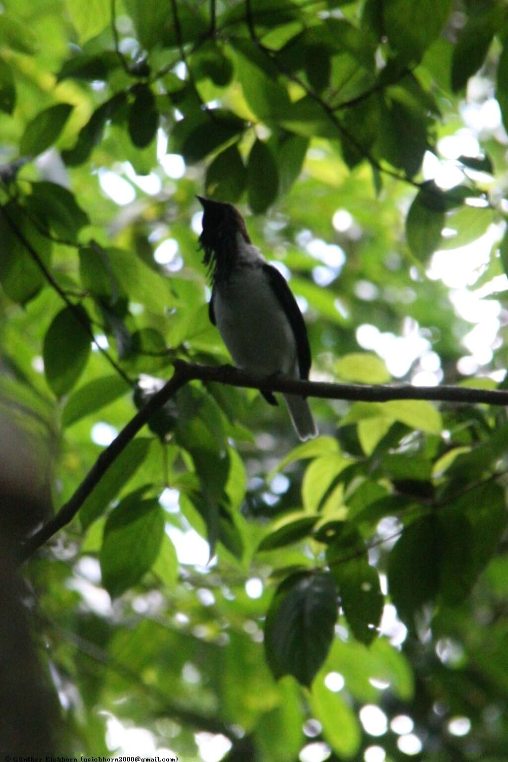 Image de Araponga barbu