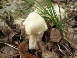 Image of Entoloma luridum Hesler 1967