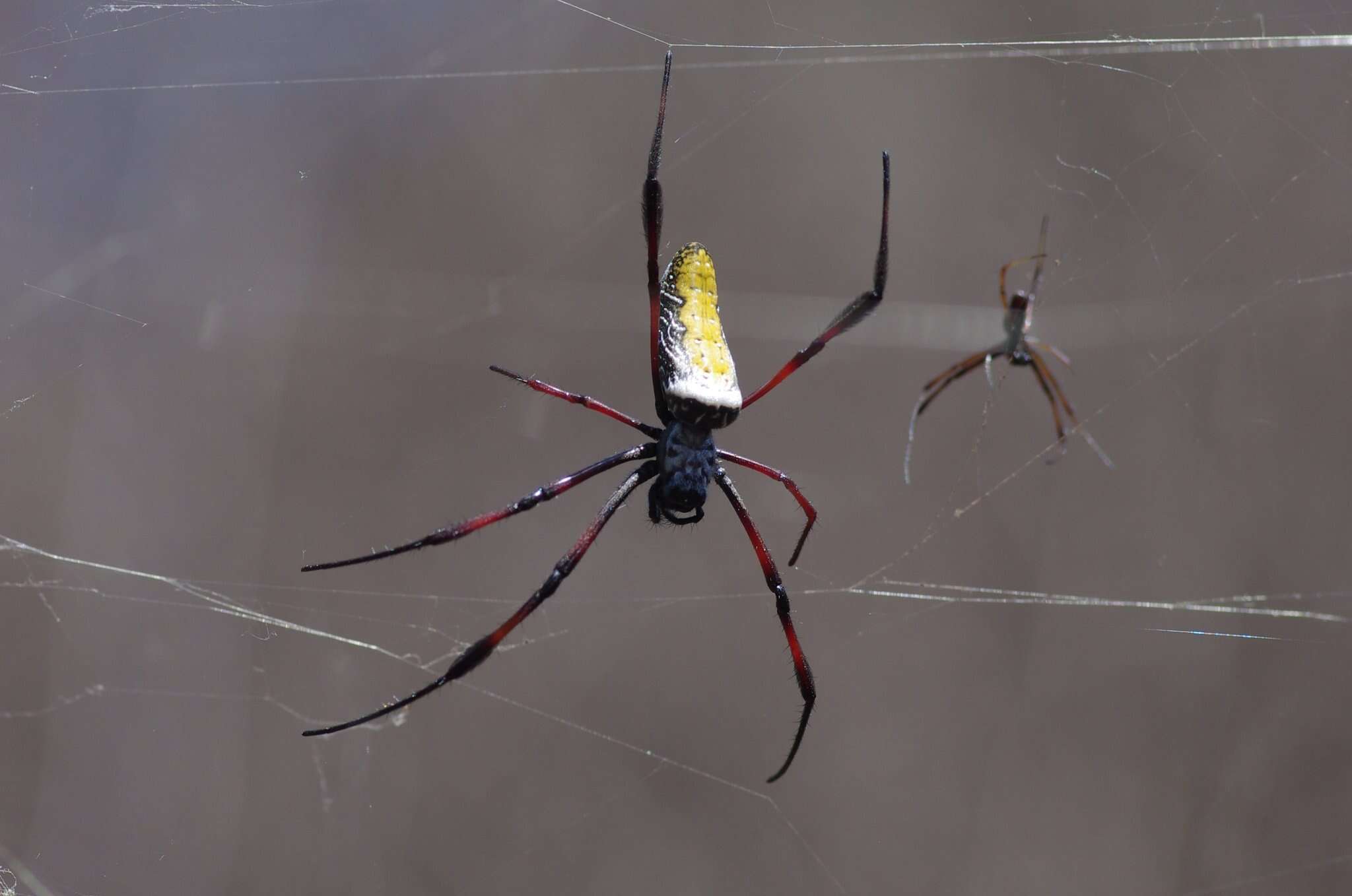 صورة Trichonephila inaurata madagascariensis (Vinson 1863)