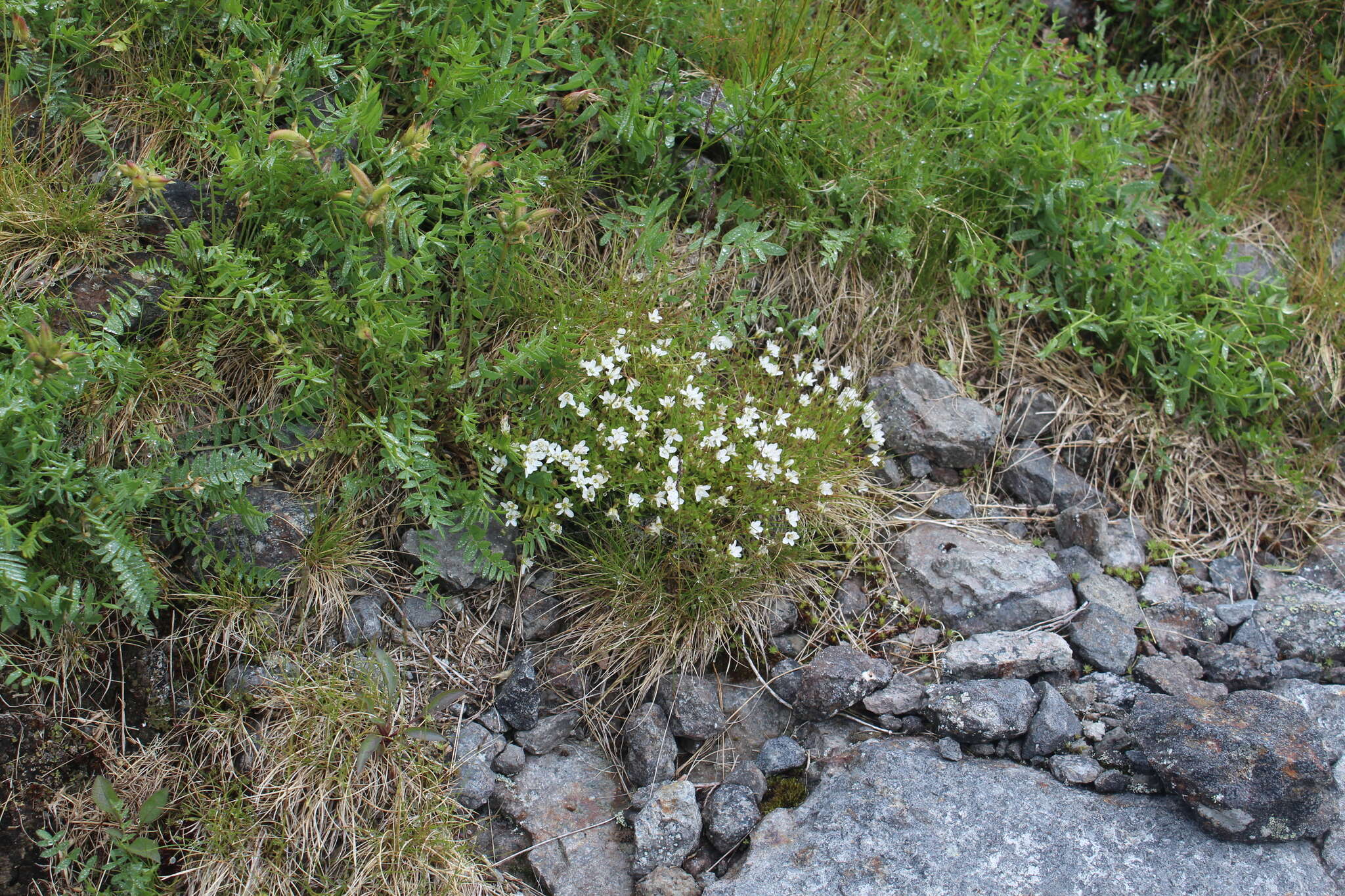 Plancia ëd Arenaria pseudofrigida (Ostenfeld & Dahl) Schischkin & Knorring