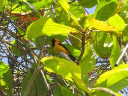 Icterus auricapillus Cassin 1848 resmi