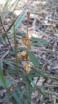 Imagem de Lasiopetalum ferrugineum var. ferrugineum