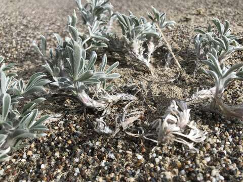 Image of Tidestrom's lupine