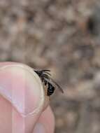 Image of Bradley's Andrena