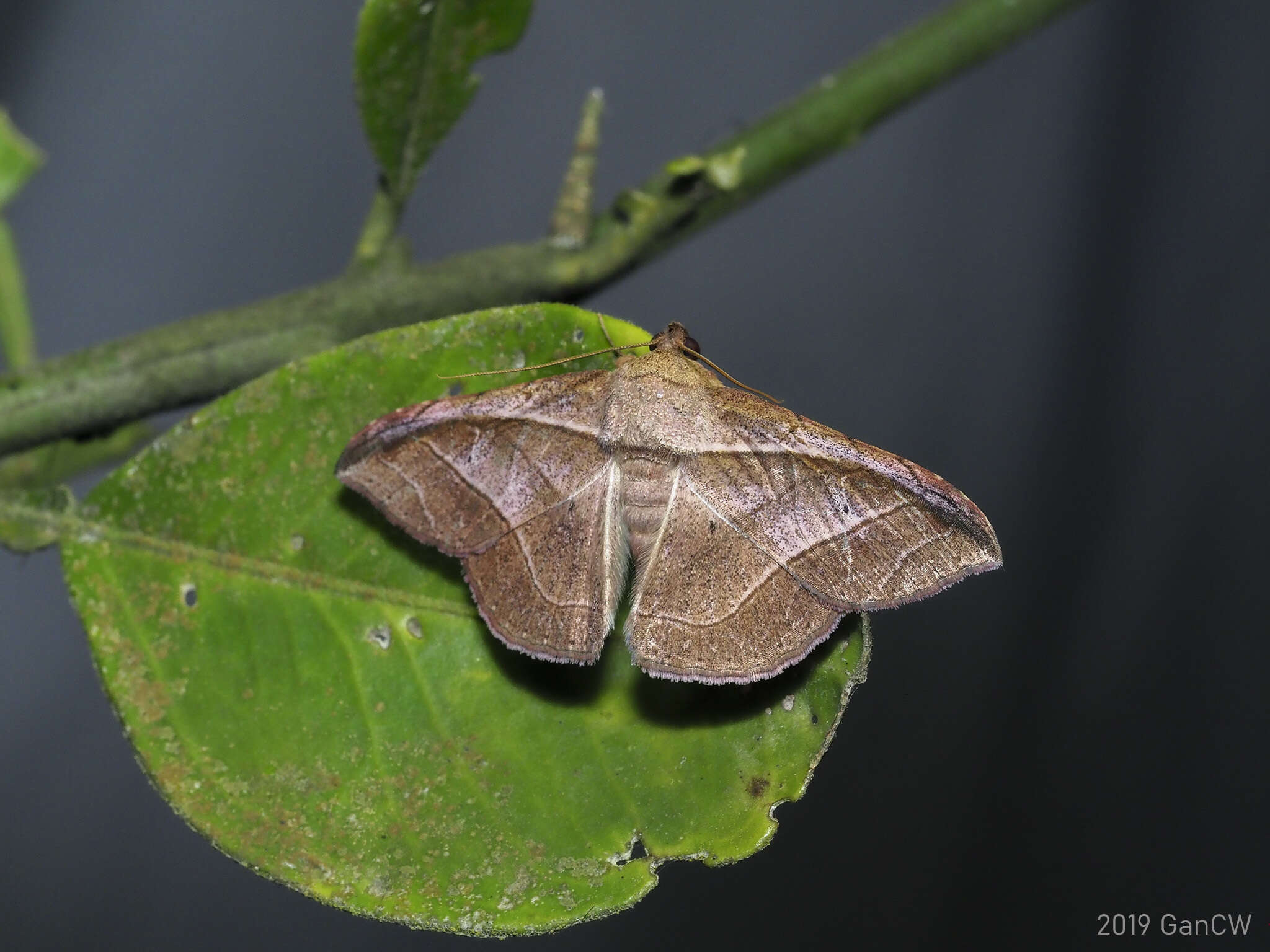 صورة Tiruvaca subcostalis Walker 1865