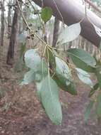 Слика од Eucalyptus ovata Labill.