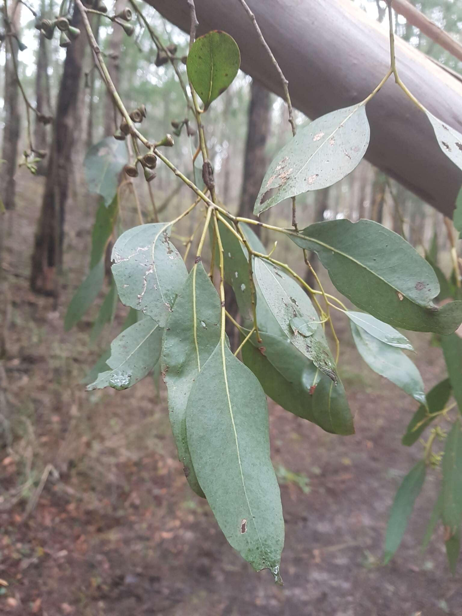 Слика од Eucalyptus ovata Labill.