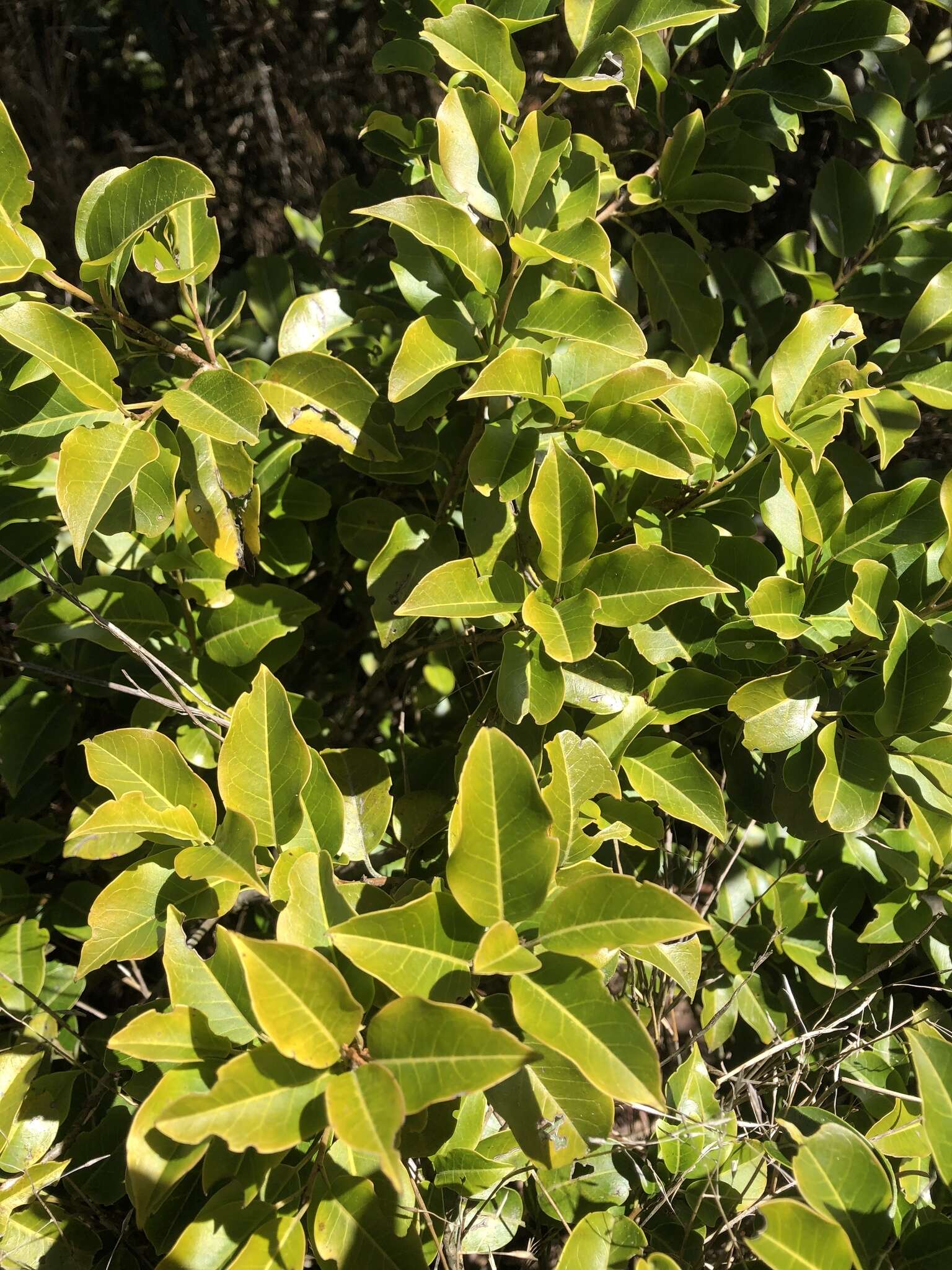 Image of Ilex pedunculosa Miq.