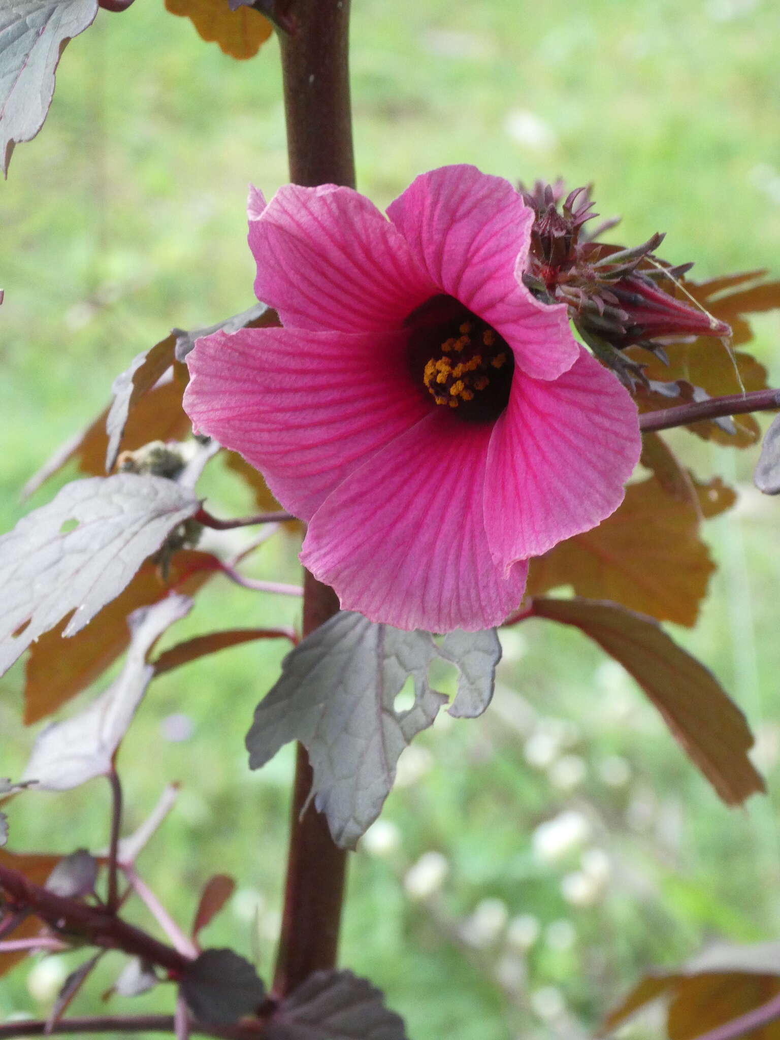 Image of African rosemallow