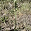 Image of Chloraea fonkii Phil.