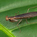 Image of Amantis reticulata Haan 1842