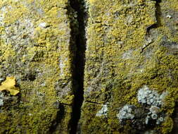 Image of eggyolk lichen