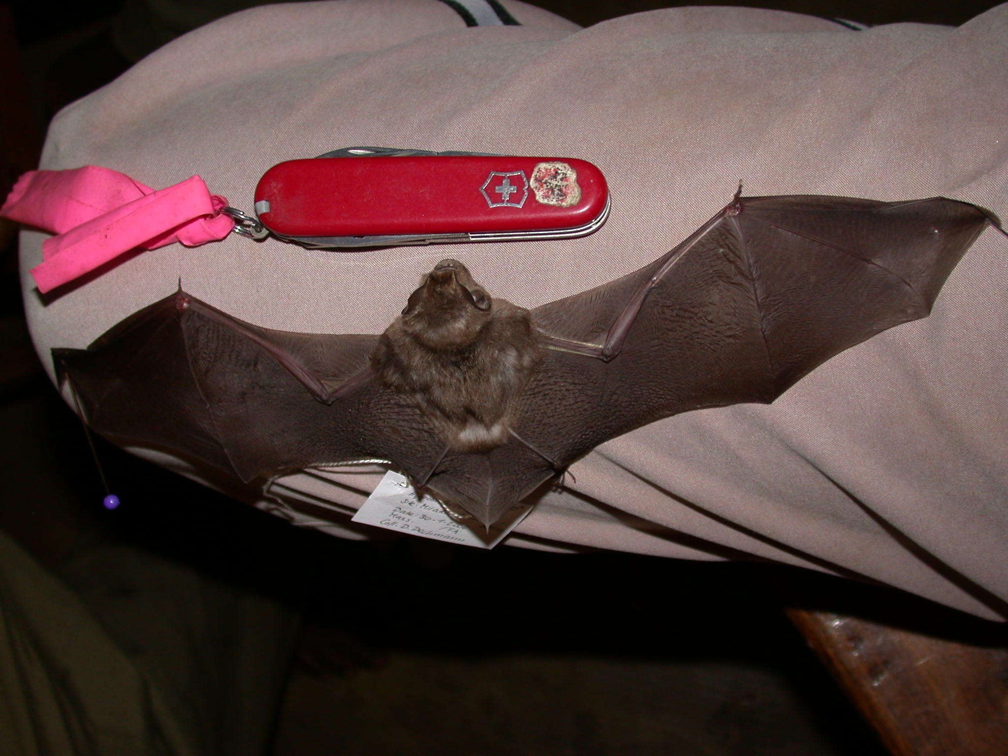 Image of Cape Leaf-nosed bat