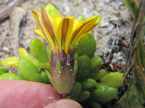 Image of Gazania maritima Levyns