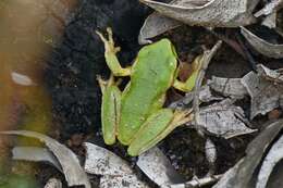 Ranoidea nudidigita (Copland 1963)的圖片