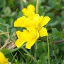 Image of Brassica procumbens (Poir.) O. E. Schulz