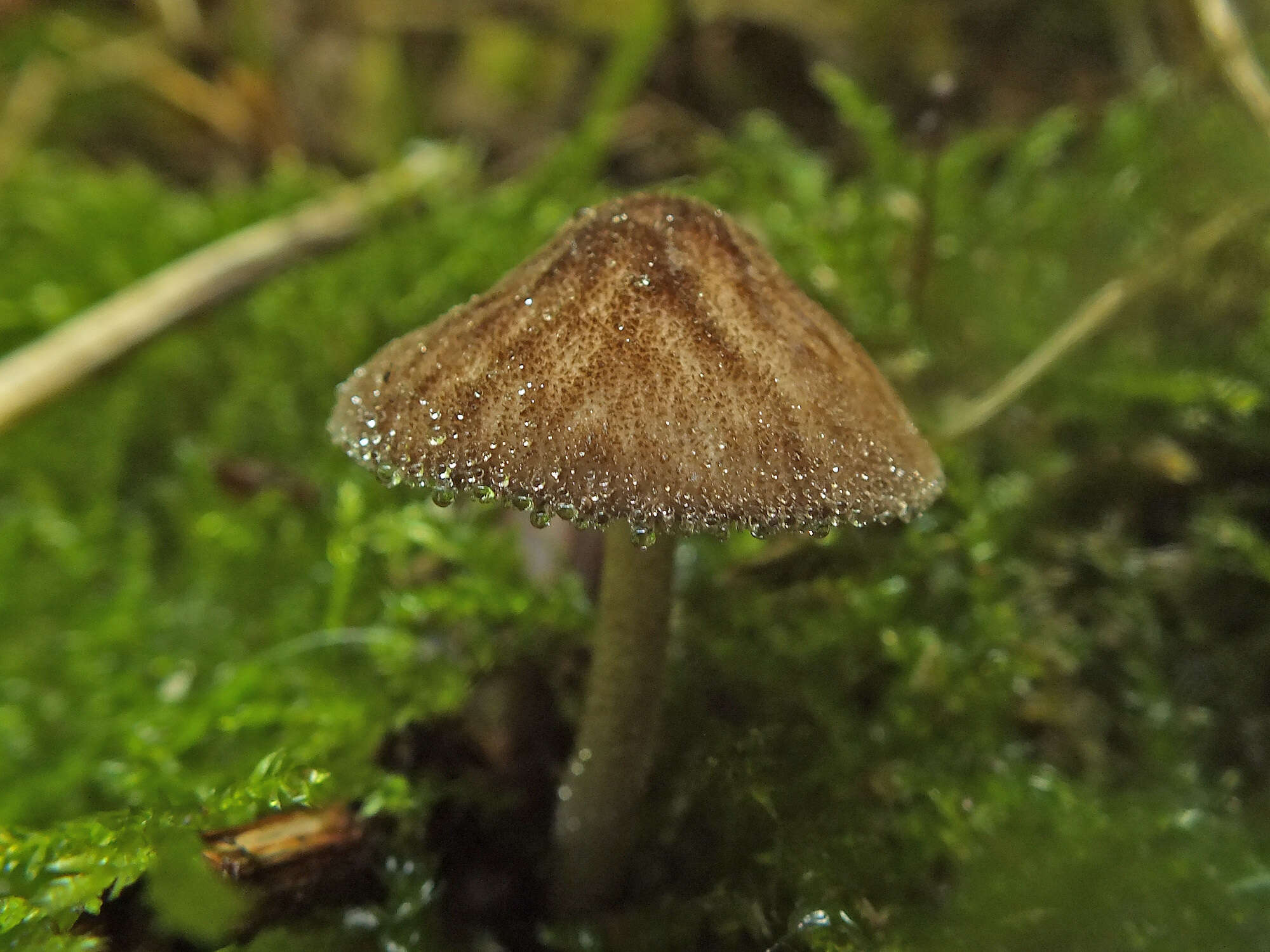 Pluteus umbrosus (Pers.) P. Kumm. 1871 resmi