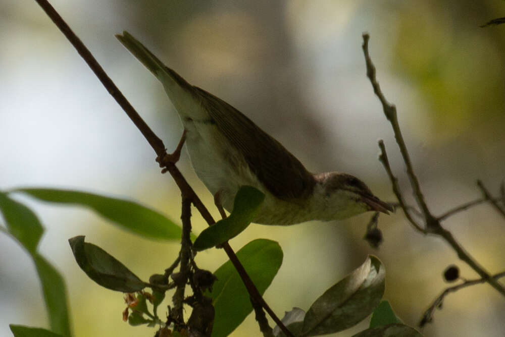 صورة Ramsayornis Mathews 1912