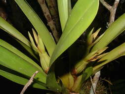 Image de Maxillaria nasuta Rchb. fil.