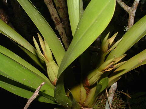 Image of Maxillaria nasuta Rchb. fil.