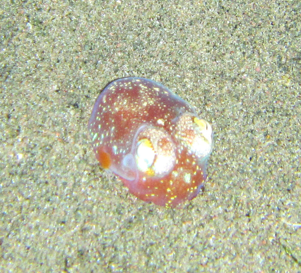 Image of Koch's Bottletail Squid