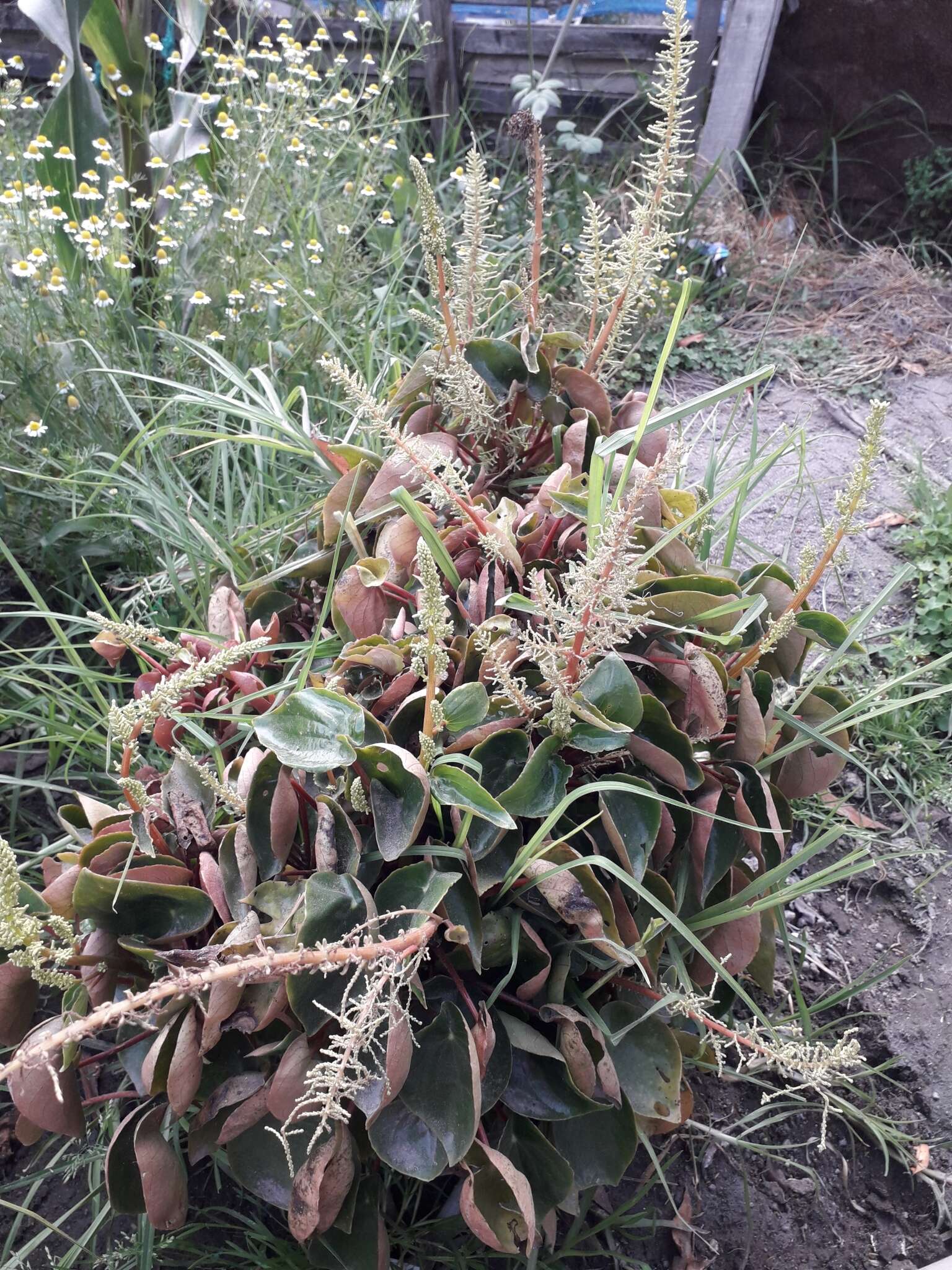 Image of Peperomia peltigera C. DC.