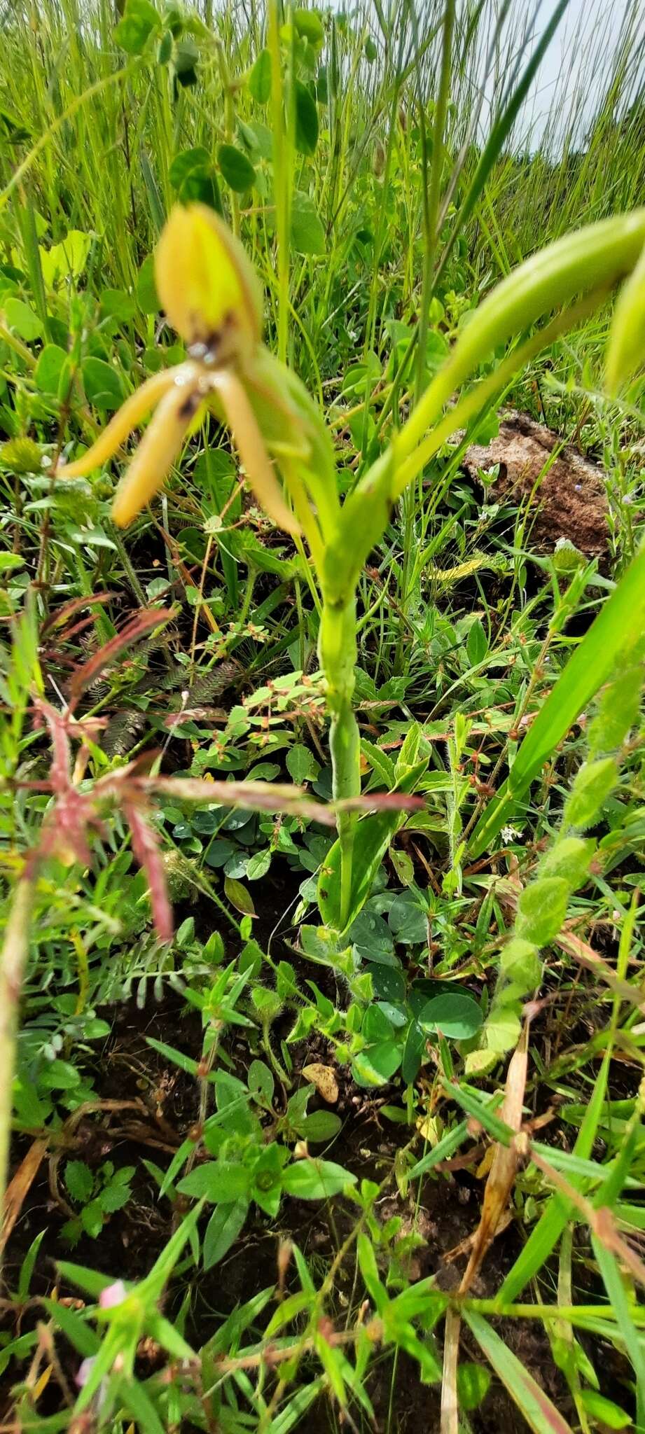 Image of Habenaria trifida Kunth