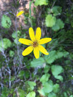 Слика од Arnica latifolia Bongard