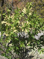 Imagem de Prunus virginiana var. melanocarpa (A. Nels.) Taylor & Mac Bryde