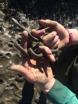 Image of Giant Garter Snake