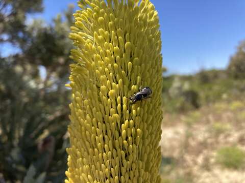 Imagem de Hylaeus alcyoneus (Erichson 1842)