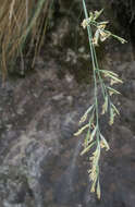 Image of Festuca actae Connor