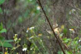 Imagem de Prinia flaviventris (Delessert 1840)