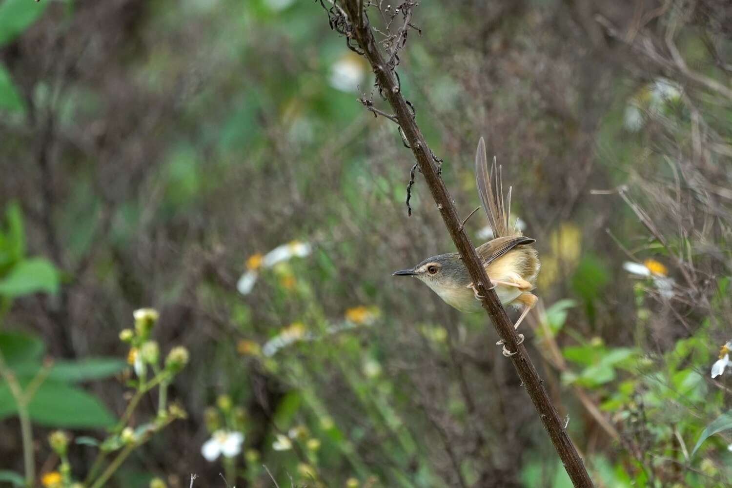 Prinia flaviventris (Delessert 1840) resmi