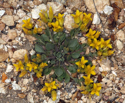 Image of Physaria kingii subsp. kingii