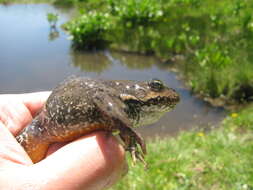 Image of Columbia Spotted Frog