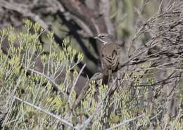 Image of Sagebrush Sparrow