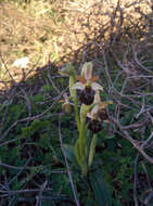 Image of Ophrys morisii (Martelli) G. Keller & Soó