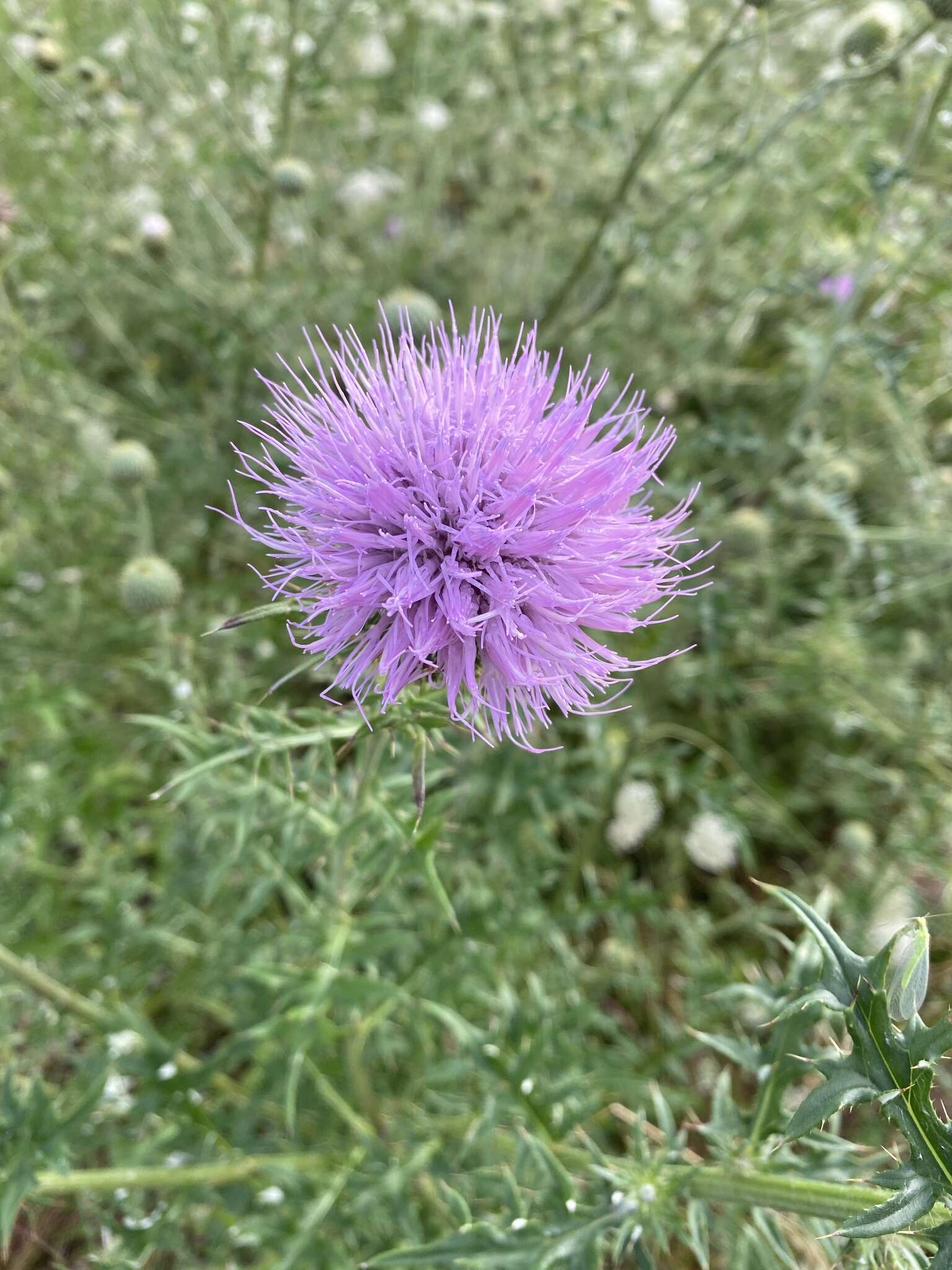 Cirsium engelmannii Rydb.的圖片