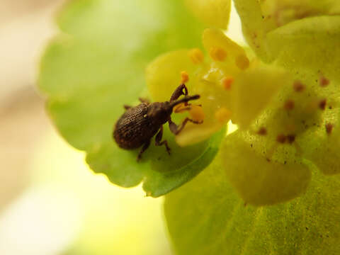 Image of Weevil