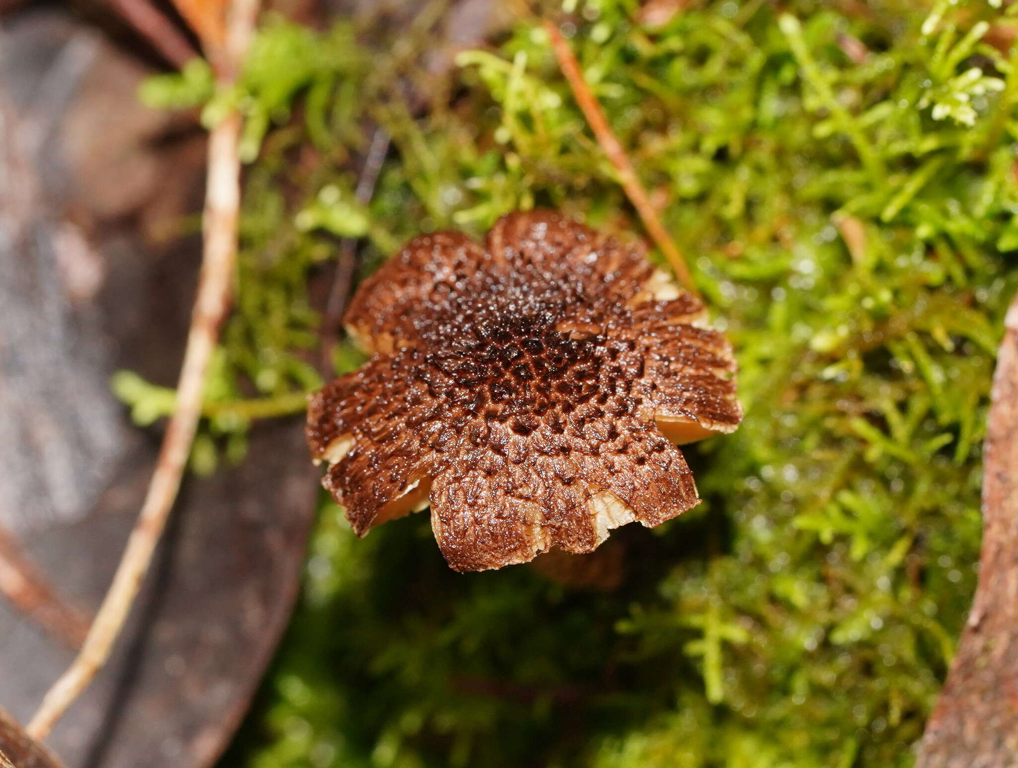 Image of Inocybe fibrillosibrunnea O. K. Mill. & R. N. Hilton 1987