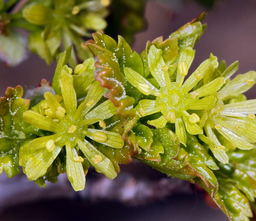 Image of Rocky Mountain maple