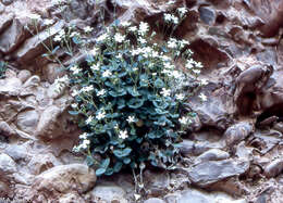 Image of Petrocoptis montserratii Fernández Casas